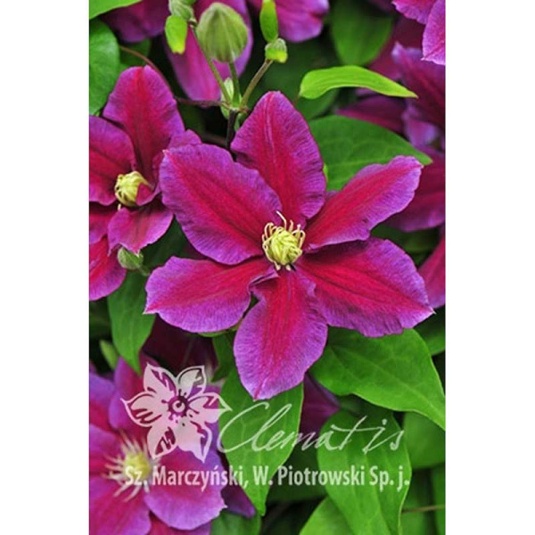 Клематис Ханья P9 шт