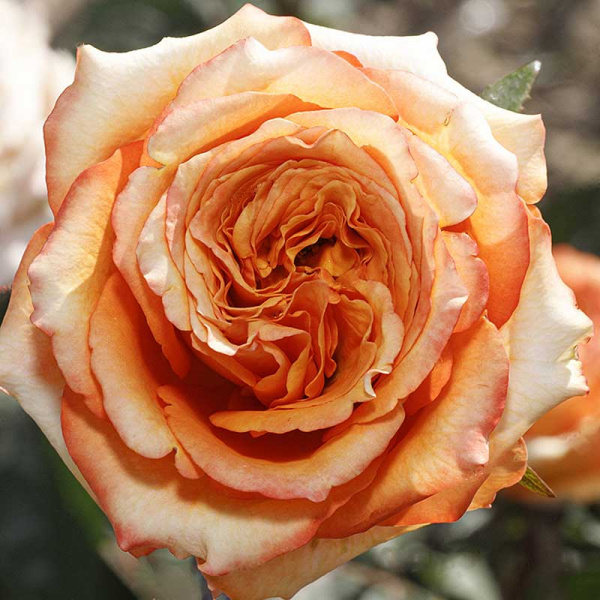 Роза флорибунда Каралуна Садовита