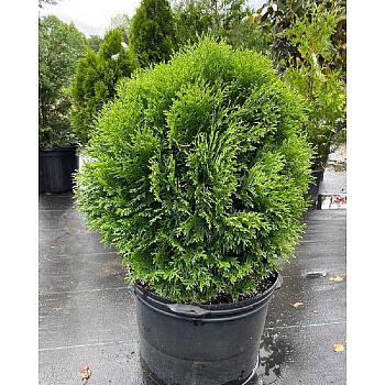 Туя Западная Литл Гиант C2