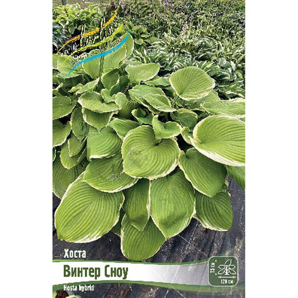 Хоста Винтер Сноу 1 n 25 шт Биг-пак 13448