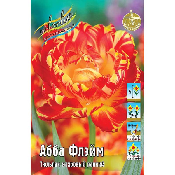 1752 Шоу-Бокс Тюльпан Абба Флэйм 11/12 100 шт