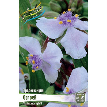 Традесканция Оспрей I 1 шт