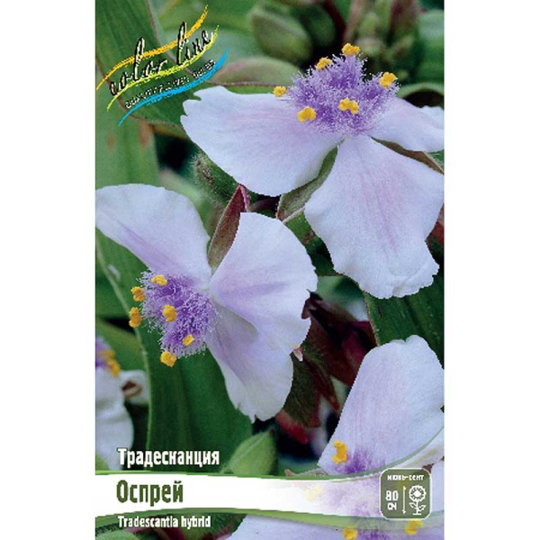 Традесканция Оспрей I 1 шт