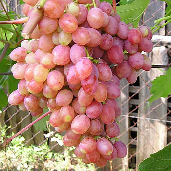 Виноград Мечта Среднеранний Садовита