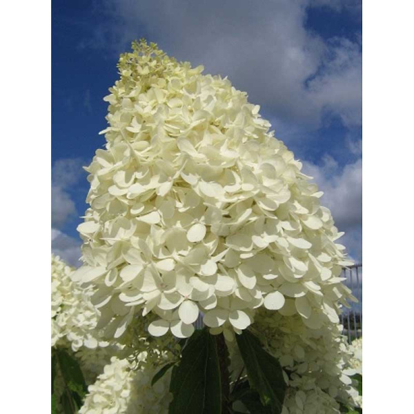 Гортензия Метельчатая Мэджикал Свит Саммер C1