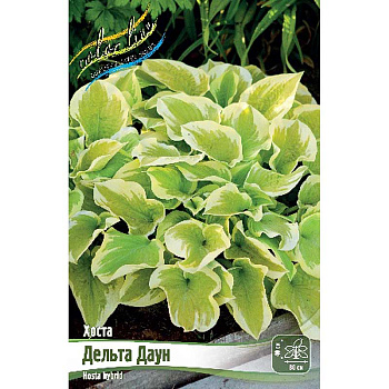 Хоста Дельта Даун 1 n 1 шт