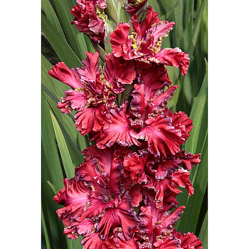 Гладиолус Павел Дацюк 8/10 15 шт, Садовита 