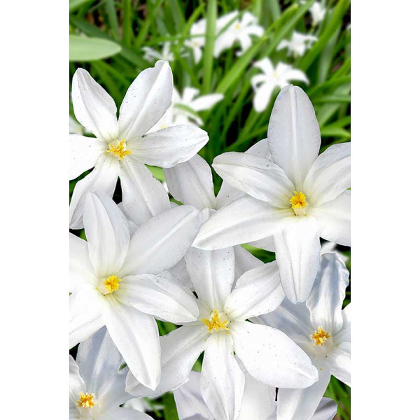 Хионодокса Альба 5/+ 10 шт Садовита 