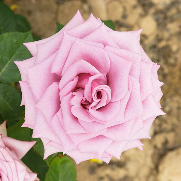 Роза чайно-гибридная Блю Мун Садовита