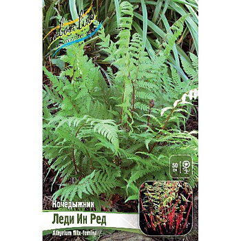 Кочедыжник Леди Ин Ред I 1 шт