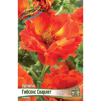 Лапчатка Гибсонс Скарлет I 1 шт