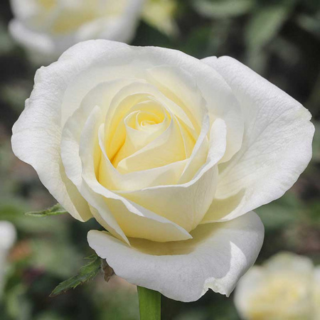 Роза чайно-гибридная Полар Стар Садовита