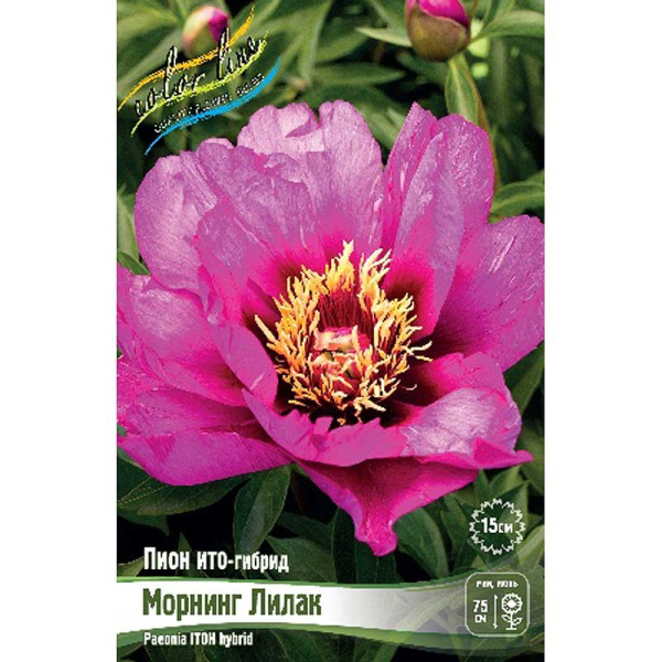 Пион Ито-Гибрид Морнинг Лилак 2/3 n 5 шт Биг-пак 9939