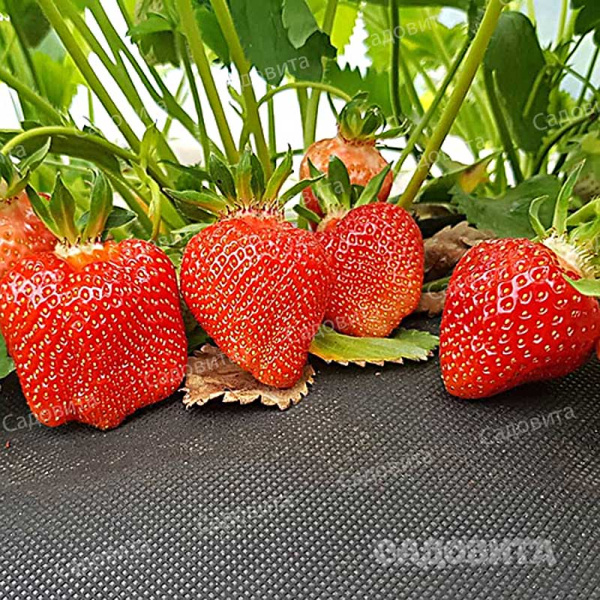 Земляника садовая Азия (цена за 40 шт) ОСП