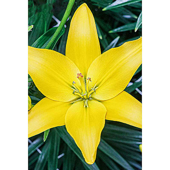 Лилия Изи Сан 12/14 5 шт Садовита