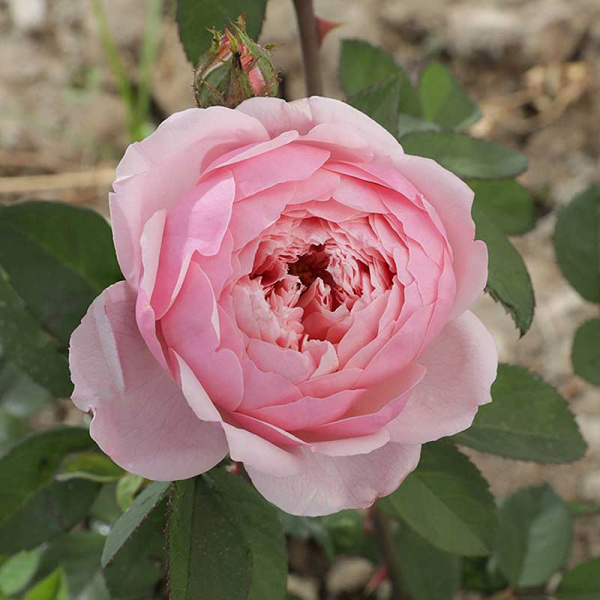 Роза шраб Зе Алнвик роуз (английская) Садовита