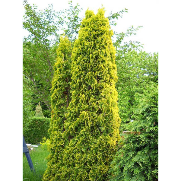 Туя Западная Малоньяна Ауреа P9