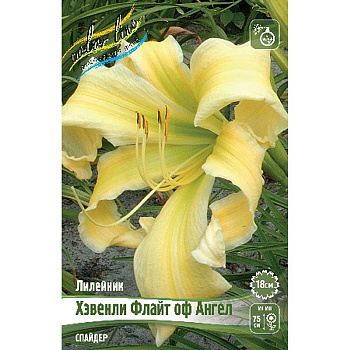 Лилейник Хэвенли Флайт Оф Ангел I 1 шт 