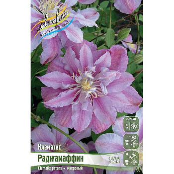 Клематис Раджамаффин I 2 шт