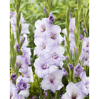 Гладиолус Блю Тропик 10/12 10 шт