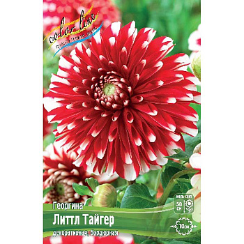 Георгина Литтл Тайгер I 15 шт Шоу-бокс 9032