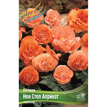 Бегония Нон Стоп Априкот 5/6 3 шт 