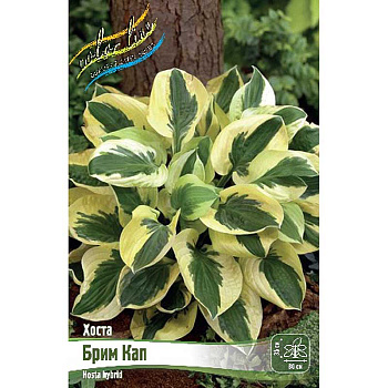 Хоста Брим Кап 1 n 25 шт Биг-пак 5944