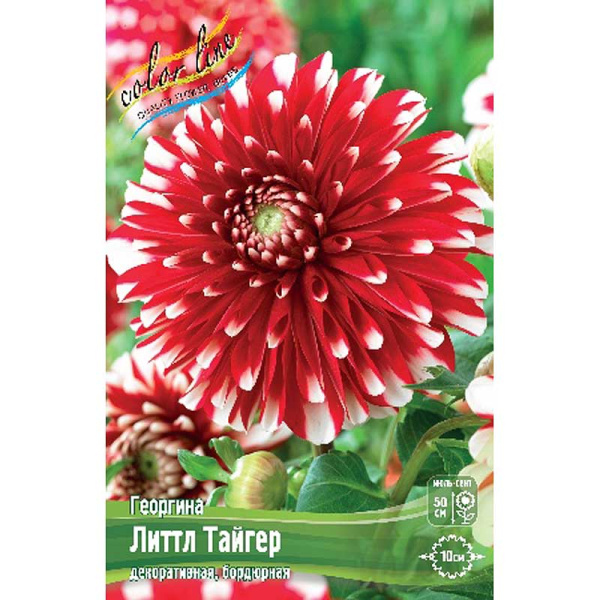 Георгина Литтл Тайгер I 15 шт Шоу-бокс 9032