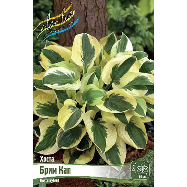 Хоста Брим Кап 1 n 25 шт Биг-пак 5944