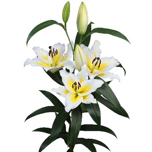 Лилия Вилларицца 16/18 5 шт 