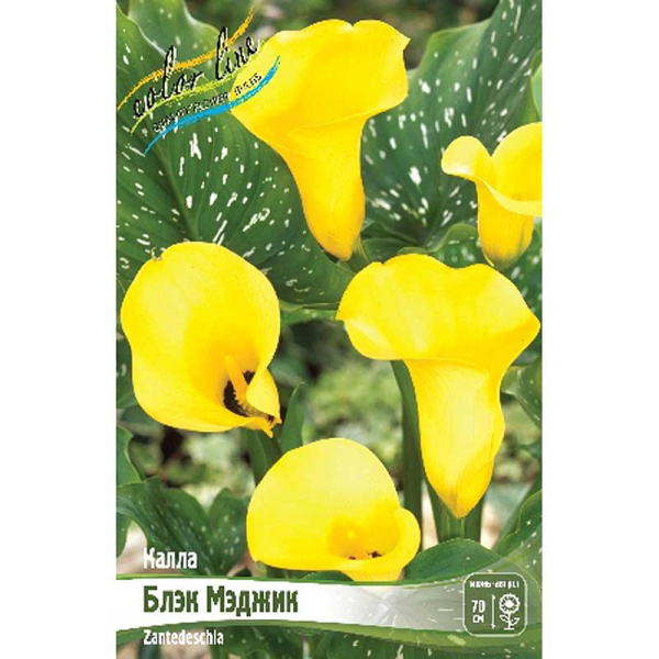 Калла Блэк Мэджик 12/14 30 шт Шоу-бокс 8705