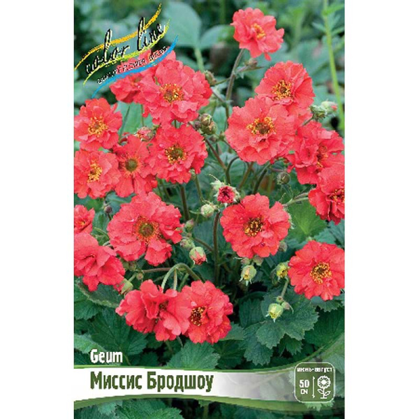 8387 Биг-Пак Гравилат Миссис Бродшоу I 25 шт