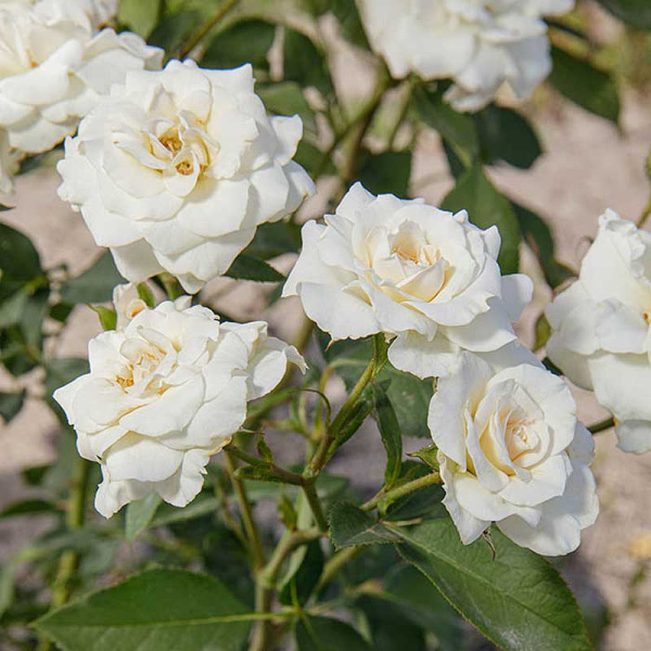 Роза спрей Сноу дэнс Садовита