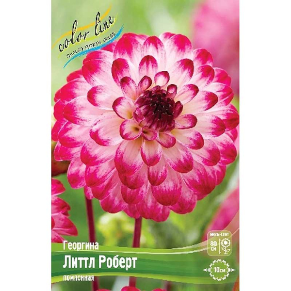 Георгина Литтл Роберт I 15 шт Шоу-бокс 13946