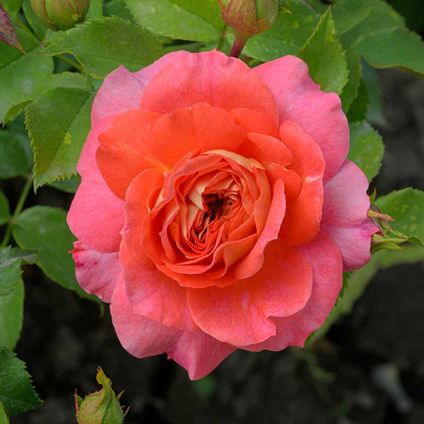 Роза шраб (английская) Кристофер Марлоу Садовита