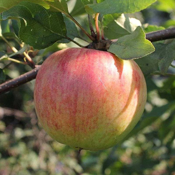 Яблоня Былина (полукарлик) Садовита