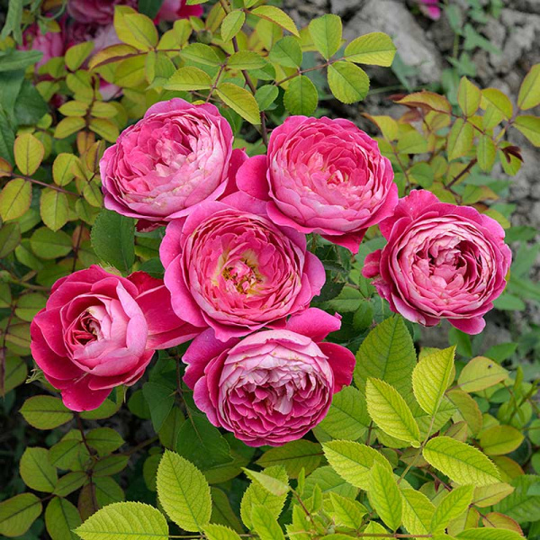 Роза Шраб Сантенер де Лей-ле Садовита