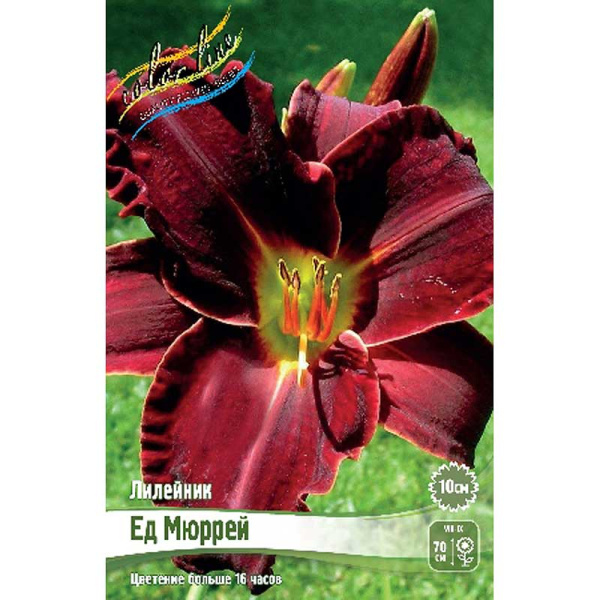 Лилейник Ед Мюррей I 25 шт Биг-пак 6956