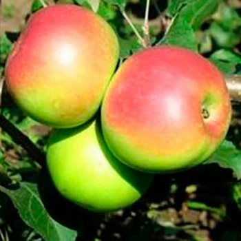 Яблоня Уэлси (полукарлик) Садовита