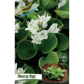 Хоста Монстр Иэрс 1 n 25 шт Биг-пак 6000