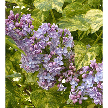 Сирень Обыкновенная Аукубафолия P9