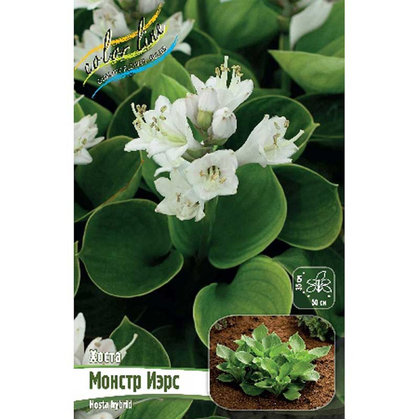 Хоста Монстр Иэрс 1 n 25 шт Биг-пак 6000