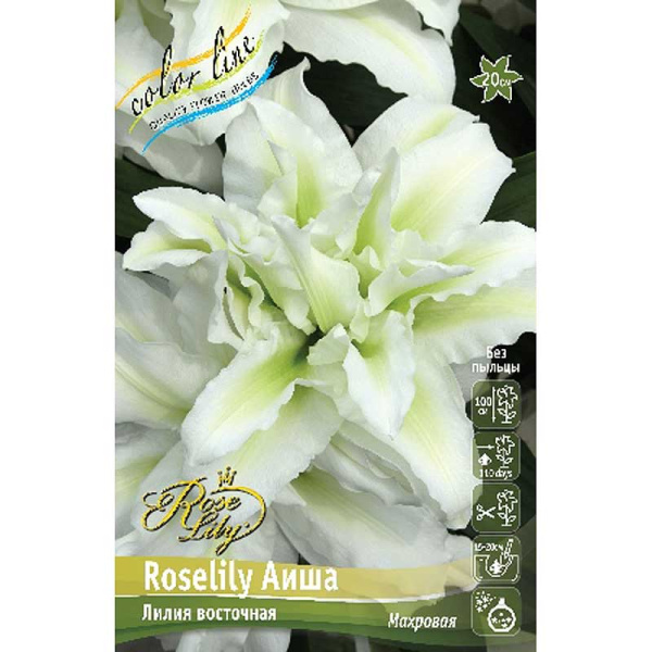 Лилия Roselily Аиша 16/18 2 шт 