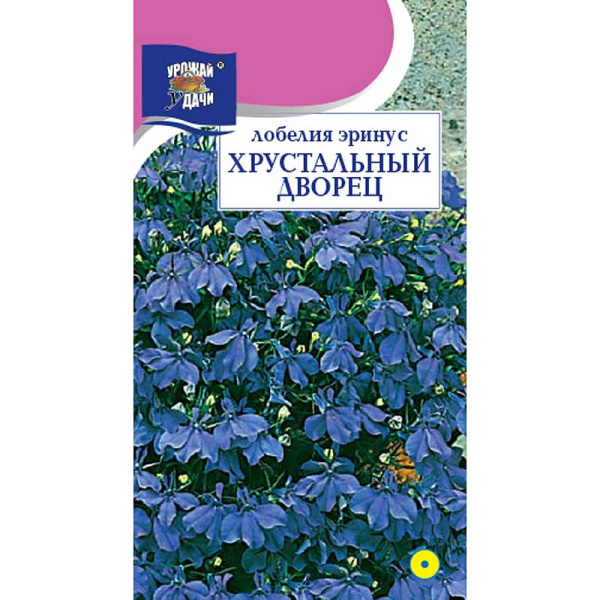 Лобелия Хрустальный дворец Урожай у дачи Цх10 