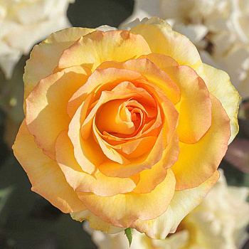 Роза чайно-гибридная Сальвадор Садовита