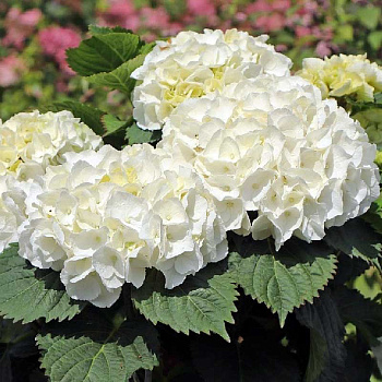 4699 Гортензия Крупнолистовая Хай Кристал Пэлас P12 ,шт