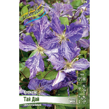 Клематис Тай Дай I 1 шт