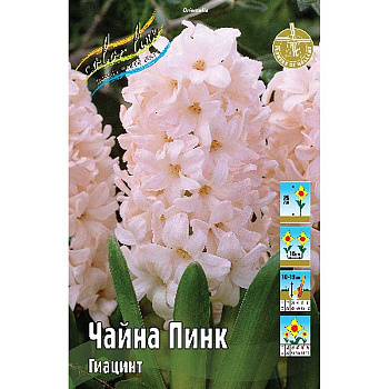 Гиацинт Чайна Пинк 14/15 3 шт