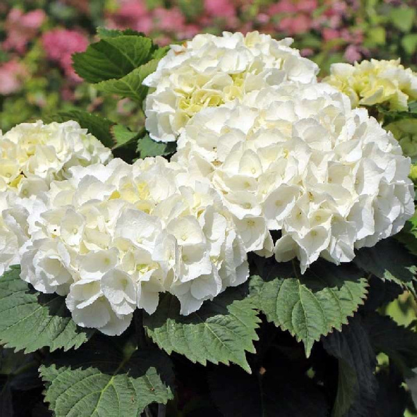 4699 Гортензия Крупнолистовая Хай Кристал Пэлас P12 ,шт