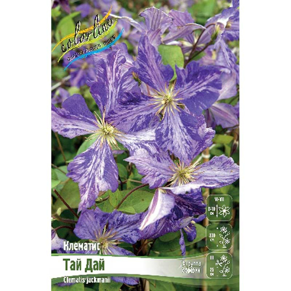 Клематис Тай Дай I 1 шт